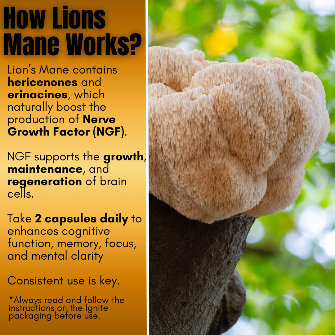 BrainBoost - Lion's Mane Mushroom - Phoenix Supplements