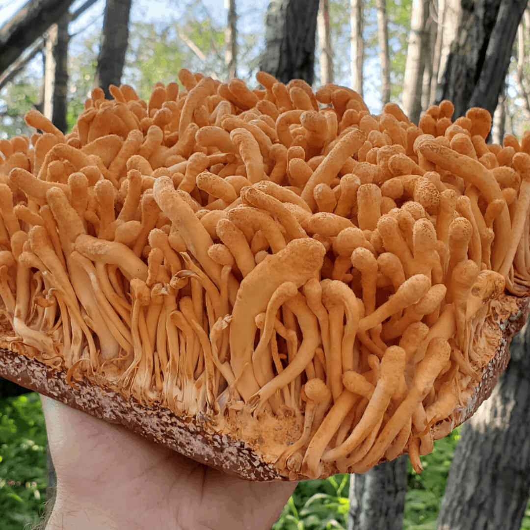 Cordyceps: A Natural Powerhouse for Antitumor Activity