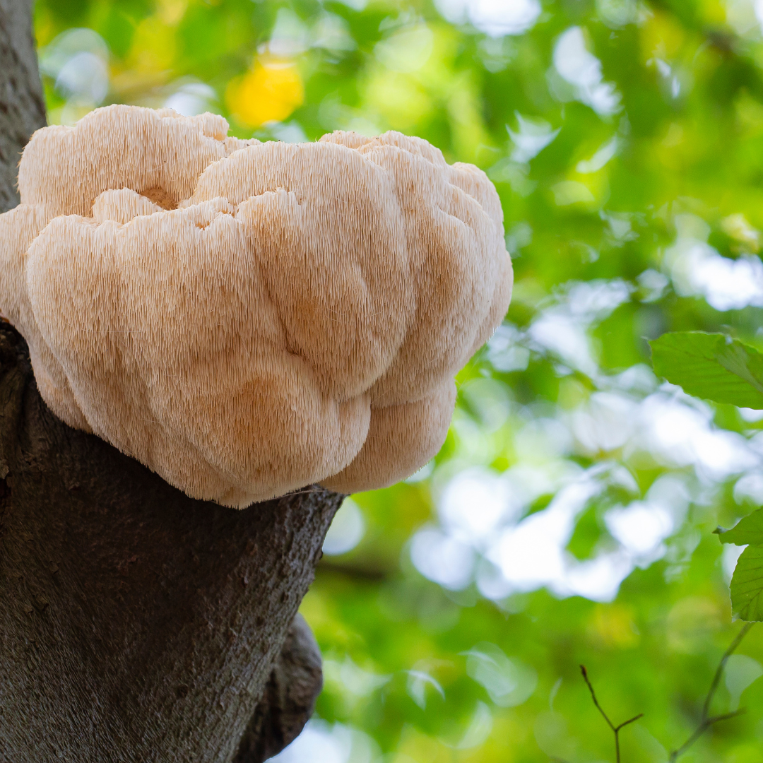 Lion’s Mane and Mental Health: A Natural Approach to Anxiety and Depression