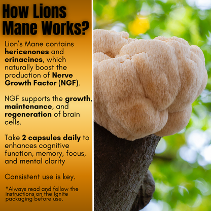 BrainBoost - Lion's Mane Mushroom - Phoenix Supplements